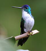 Andean Emerald