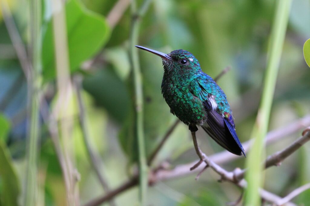 Steely-vented Hummingbird