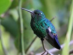 Steely-vented Hummingbird