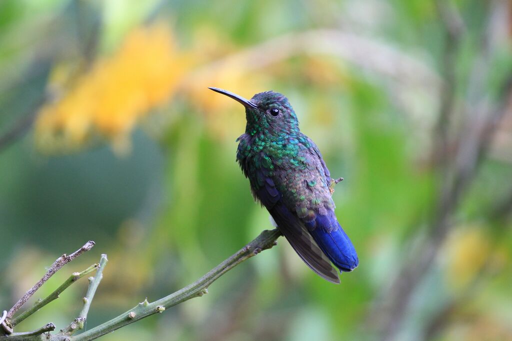 Steely-vented Hummingbird