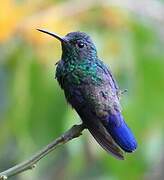 Steely-vented Hummingbird