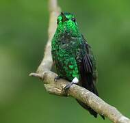 Steely-vented Hummingbird