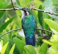 Steely-vented Hummingbird