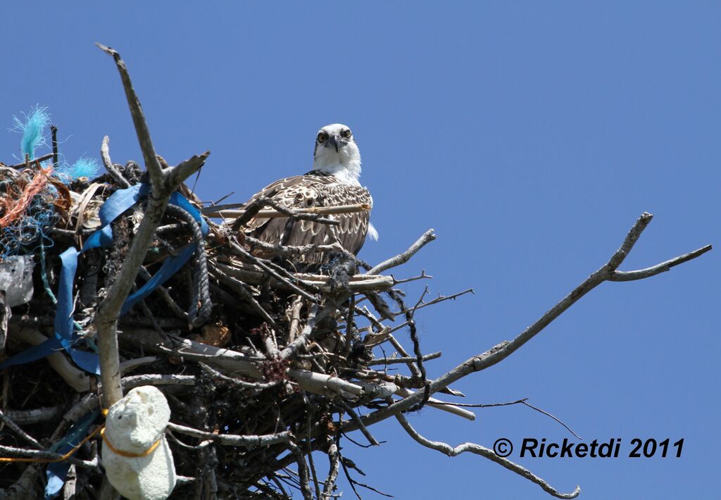 Western Osprey