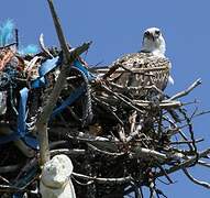 Western Osprey