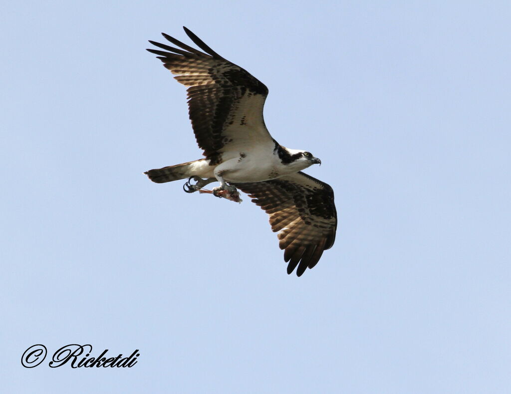 Western Osprey