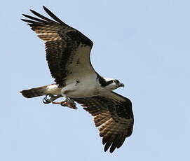 Balbuzard pêcheur