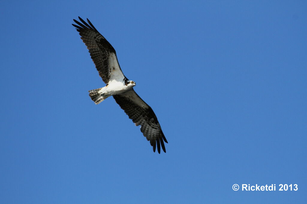 Western Osprey