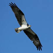 Western Osprey