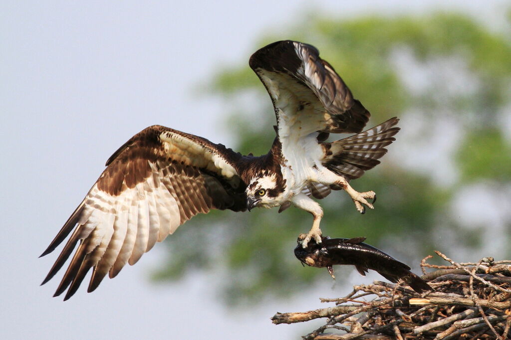 Western Osprey male, eats