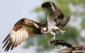 Western Osprey