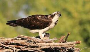 Western Osprey