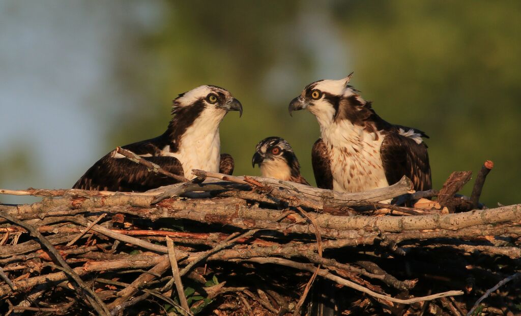 Western Osprey