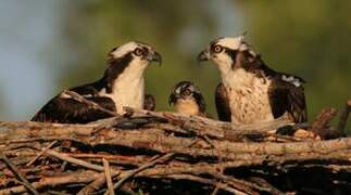 Western Osprey