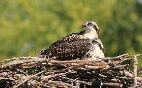 Western Osprey