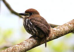 Lanceolated Monklet