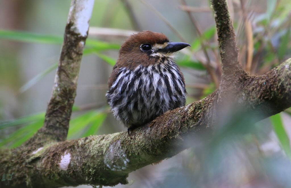 Lanceolated Monklet