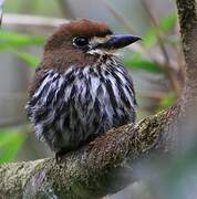 Lanceolated Monklet