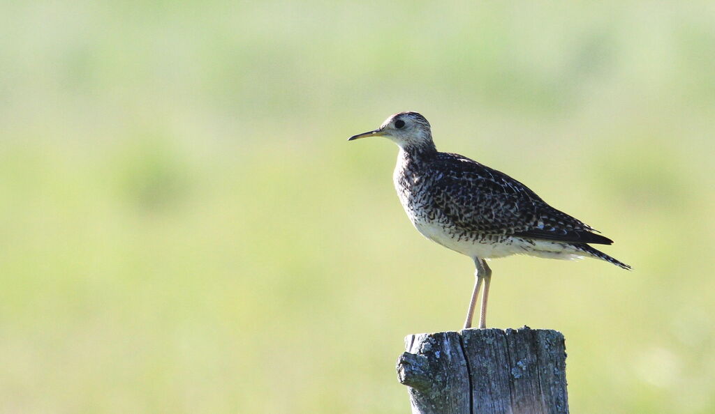 Upland Sandpiper