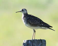 Upland Sandpiper