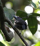 Fasciated Antshrike