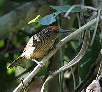 Fasciated Antshrike