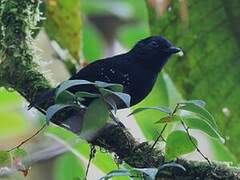 Bicolored Antvireo