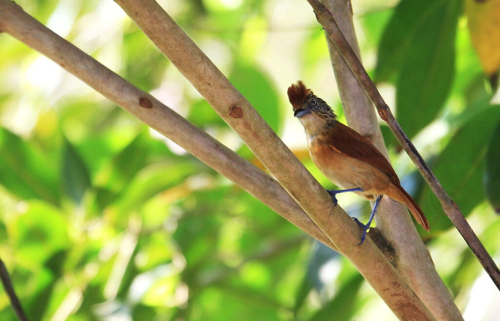 Barred Antshrike female