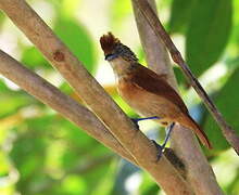 Barred Antshrike