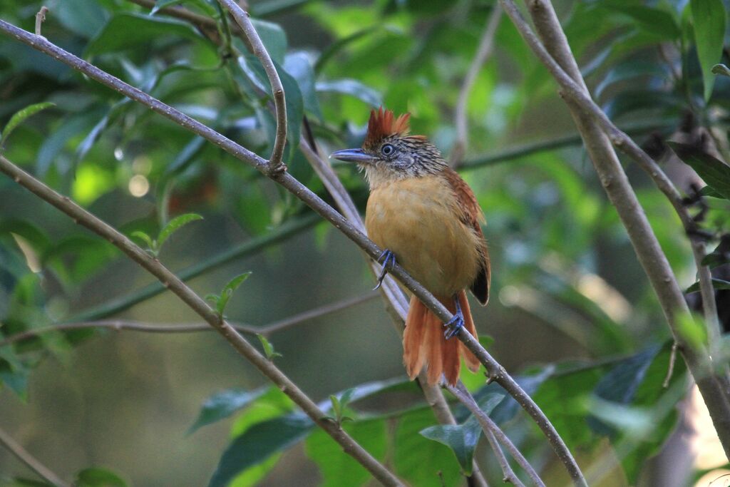 Barred Antshrike female