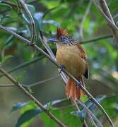 Barred Antshrike