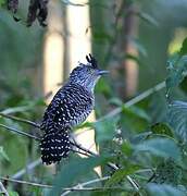 Barred Antshrike