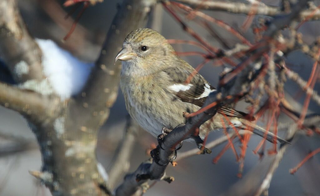 Two-barred Crossbill