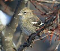 Two-barred Crossbill