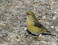 Red Crossbill