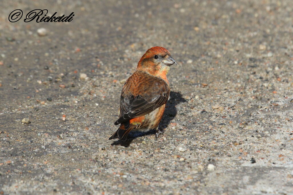 Red Crossbill male