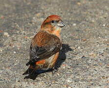 Red Crossbill