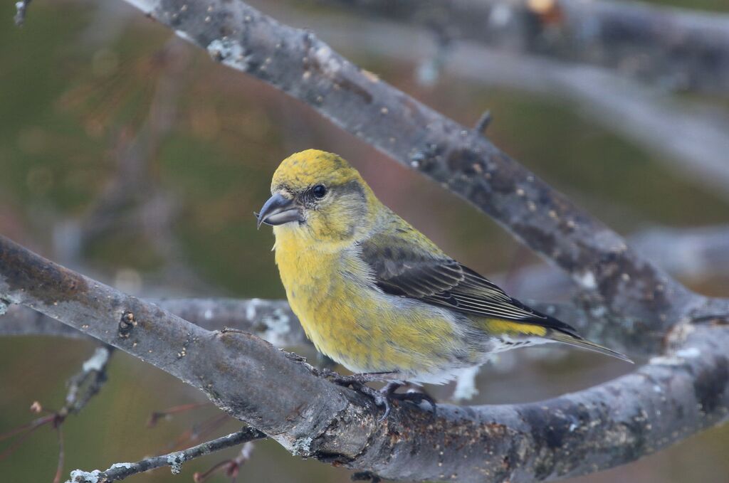 Red Crossbill