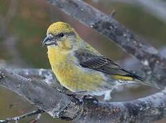 Red Crossbill