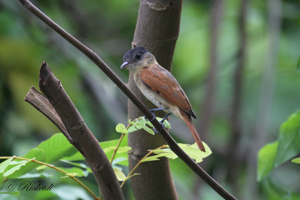 Rose-throated Becard female