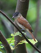 Rose-throated Becard