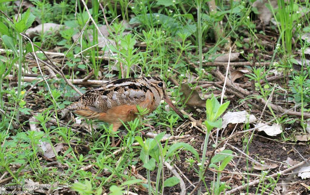 Bécasse d'Amérique, identification