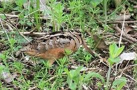 American Woodcock