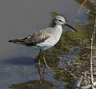 Stilt Sandpiper