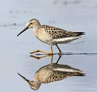 Stilt Sandpiper