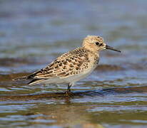 Baird's Sandpiper