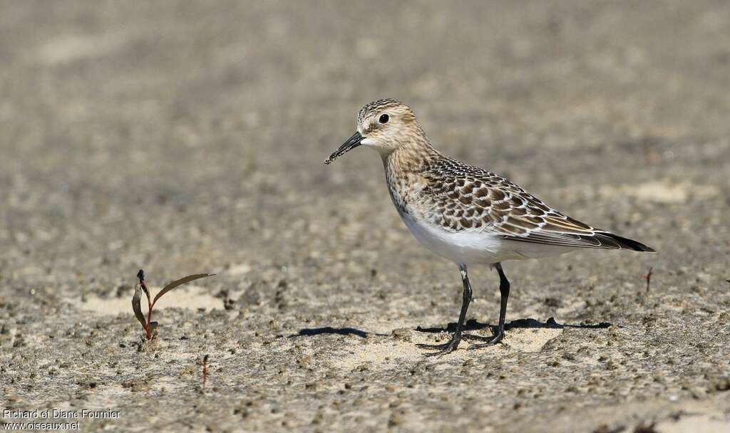 Bécasseau de Bairdjuvénile, identification