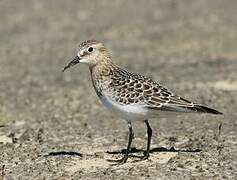 Baird's Sandpiper