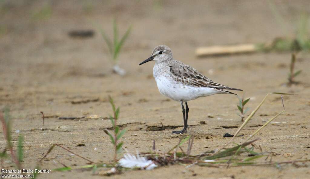 Bécasseau de Bonaparteadulte transition, identification