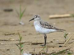 White-rumped Sandpiper